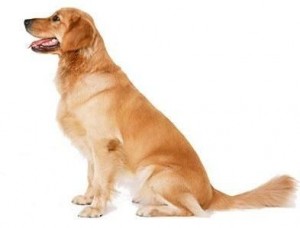 effective dog training school methods