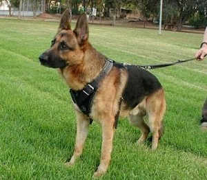 German Shepherd german shepherd dog breed