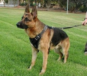 german shepherd dog breed