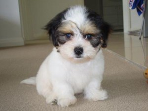 shih tzu maltese puppy potty training dog breed