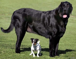 small dog or large dog