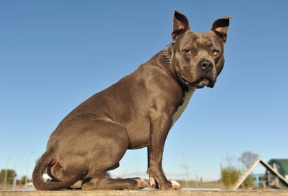 American Staffordshire bull terrier "blue" American Staffordshire bull terrier "blue"