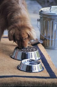 dog food diet ingredients