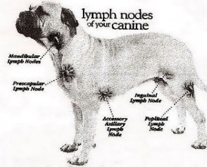 dog lymphoma cancer cells