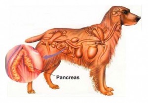 pancreatitis in dogs