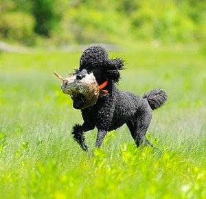 puppy obedience training