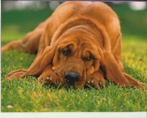 Seizures in Dogs seizures in dogs epilepsy brain tumors toxins
