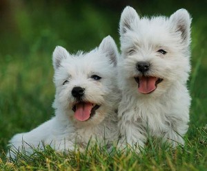 west highland white terrier breed puppies