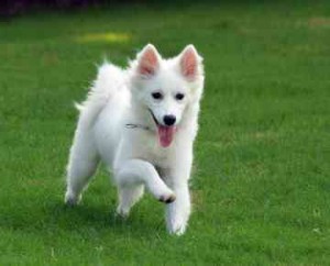 american eskimo companion dog