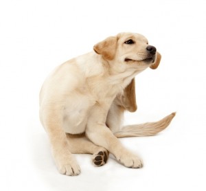 Dog Allergies allergic dog allergies