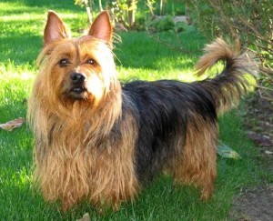 australian terrier breed