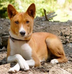 Basenji basenji hypoallergenic dog breed