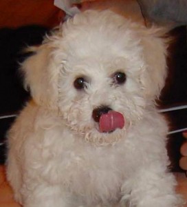 Bichon Frise bichon frise breed
