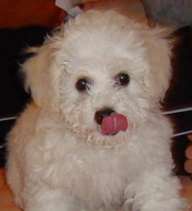 bichon frise breed