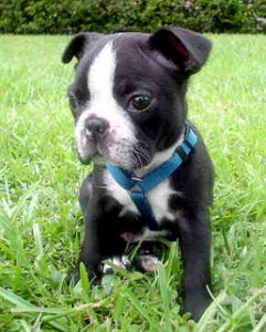 boston terrier puppie potty train