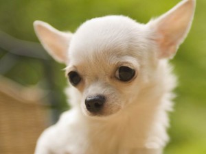 Chihuahua chihuahua puppy