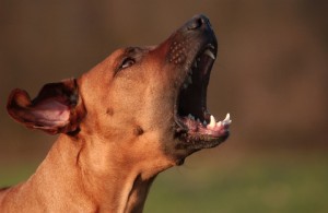 Dog Barking dog barking