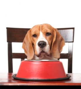 Natural Balance Dog Food dog natural balance dog food