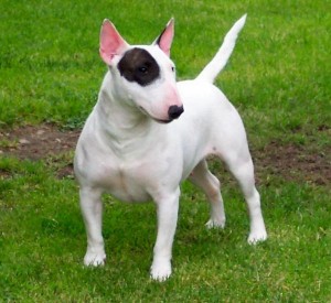 English bull terriers bull dog and terrier breeds cross