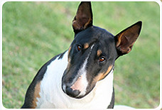 English Bull Terriers english bull terriers