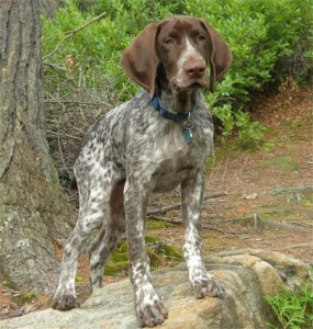 german shorthaired pointer breed sporting dog