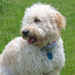 golden doodle hypoallergenic dog