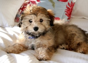 Hypoallergenic Dog hypoallergenic dog breed