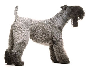 Kerry Blue Terrier kerry blue terrier