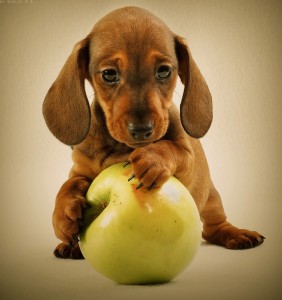 Dog Allergies Signs puppy dog allergies signs