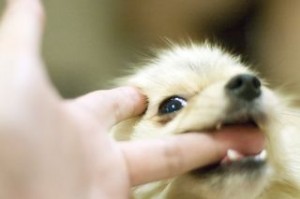 puppy dog training biting