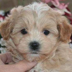 small dog breed hypoallergenic