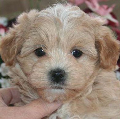 Small Dog Breed Hypoallergenic