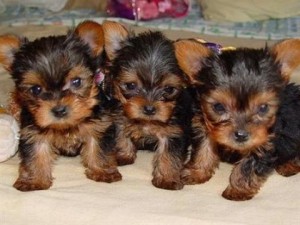 yorkshire terrier yorkie puppies