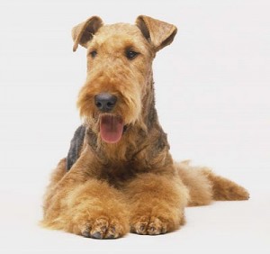 airedale terrier dog breed