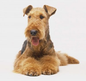 Airedale Terrier airedale terrier dog breed
