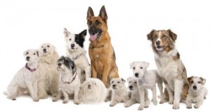 dog breeds popular