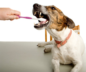 dog dental care hygiene
