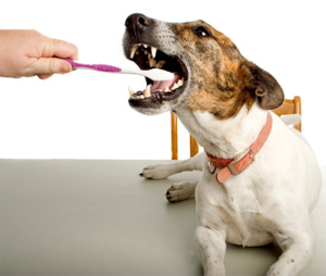 Dog dental care dog dental care hygiene