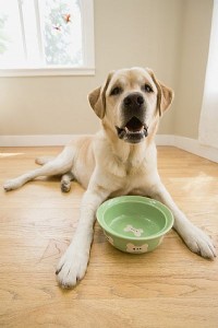 Dog feed dog feed dog food
