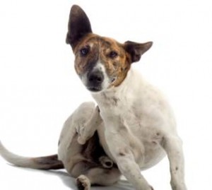 Dog fleas treatment dog fleas dog scratching