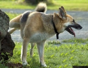 Doggie peeing dog training pee urine