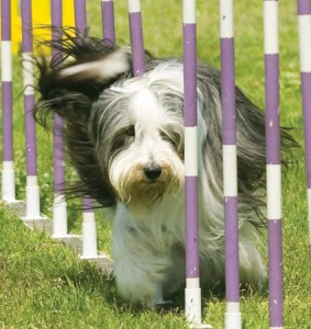 Dog weave training dog weave training