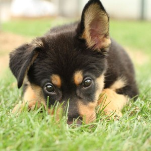 german shepherd targa mix puppy