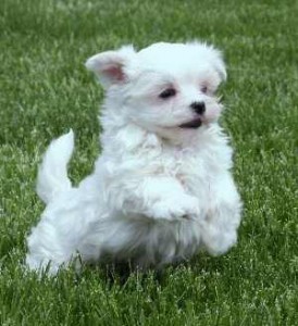 maltese puppy dog house training