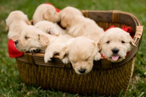 Puppies training puppies potty training