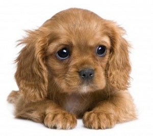 Puppy training tips puppy dog training tricks