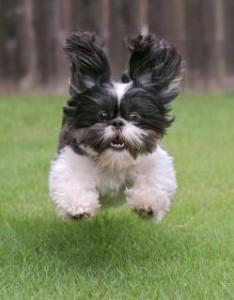 Shih Tzu puppy training puppy training shih tzu