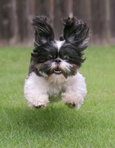 puppy training shih tzu