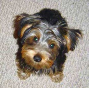 yorkshire terrier breed non shedding dog