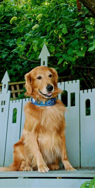 Dog training collars for large dogs - Pet collars | Dog Obedience ...